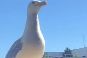 
                    Видео с невезучей чайкой обсуждают в сети
                