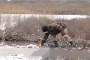 
                    Карантин из-за гибели лебедей в Мангистауской области объявлять не будут
                