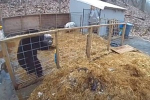 
                    Видео с домашними свиньями, давшими отпор медведю, набирает популярность в соцсетях
                