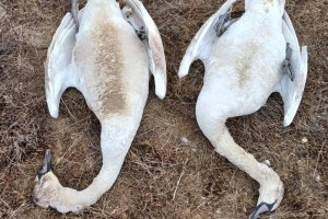 
                    Более 600 лебедей погибли на озере Караколь в Актау
                