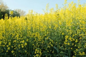 
                    Новые культуры и водосберегающие технологии внедряют в Жетісу 
                