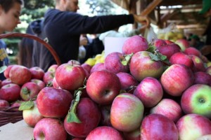
                    В Алматинской области представили экобезопасные методы защиты садов
                