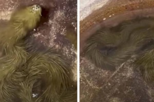 
                    Видео со странной пушистой змеей обсуждают в соцсетях
                