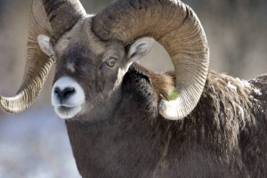 
                    За отстрел краснокнижного архара осудили жителя области Абай
                