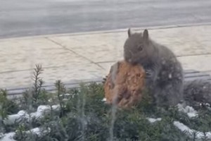 Видео с белкой, добывшей печенье из куста, развеселило зрителей