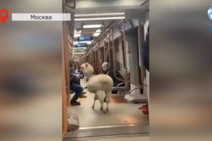 
                    Видео с альпакой в московском метро удивило и развеселило зрителей
                