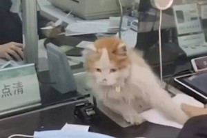 
                    Видео с трюком «банковской» кошки набирает популярность в Сети
                
