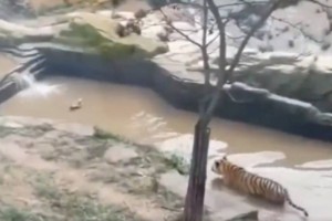 
                    Видео с хитрой уткой, обманувшей тигра, стало вирусным в сети
                