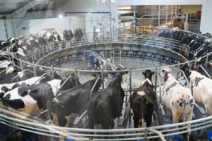 В Казахстане внедряют смарт-трекеры для мониторинга скота