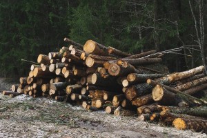 
                    Целый лес вырубили двое злоумышленников в Жетысу
                