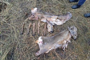Факт незаконной охоты на косуль выявлен в ВКО