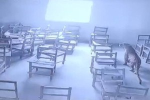 
                    Леопард напал на студента прямо в здании колледжа в Индии – видео
                