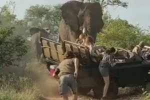 
                    Нападение слона на джип с туристами попало на видео
                