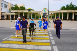 
                    Зебра на зебре: в Костанае пони помогает в профилактике ДТП 
                