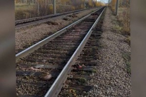 
                    20 овец попали под грузовой поезд в СКО
                