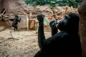 
                    В зоопарке Роттердама гориллы и львы заразились коронавирусом
                