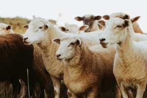 В Актобе запускается первый в Казахстане завод по переработке овечьей шерсти