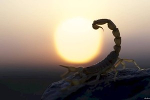 
                    Может ли укус скорпиона спасти от коронавируса
                