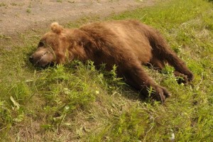 
                    Браконьер убил медведя на востоке Казахстана
                