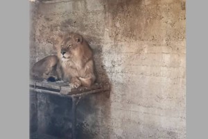 
                    Прайд львов обнаружили в частном доме под Ташкентом
                