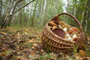 
                    В ВКО спасли грибника, который увяз в болоте
                