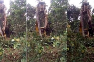 
                    Видео с гигантской змеей, снятое на Доминике, шокировало зрителей
                