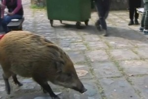 
                    Видео визита дикого кабана в один из банков Китая обсуждают в соцсетях
                