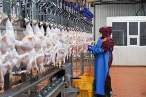 Первый завод по глубокой переработке яйца построят в Казахстане