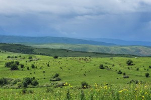 
                    Скот по австралийскому методу выращивают в области Жетісу
                