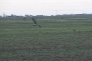 
                    Видео с зайцем, проявившим чудеса ловкости, спасаясь от беркута, обсуждают в соцсетях
                
