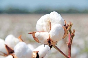 
                    Китайские футболки и джинсы могут сильно подорожать
                