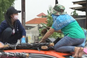 
                    Коронавирус вынудил тайских таксистов превратить крыши машин в огороды
                