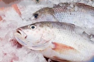 Еще на полгода продлили запрет на экспорт судака и сома в Казахстане