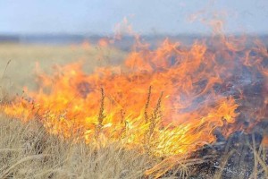 Площадь пожара в горах Жамбылской области увеличилась