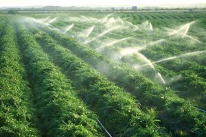 До 2,5 млн гектаров расширят площади орошаемых земель в Казахстане