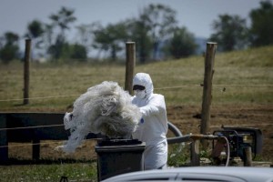 
                    Очаг сибирской язвы предположительно выявлен в селе Аксы в Кыргызстане
                