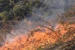 
                    На пятый день локализован пожар в высокогорье ВКО
                