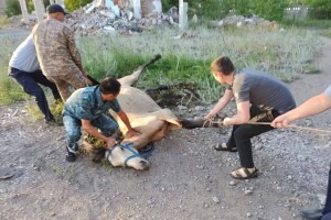 Упавшую в глубокий колодец лошадь спасли полицейские