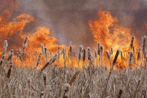 
                    В Атырауской области продолжают тушить камыш
                