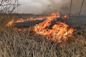 
                    Возгорание сухой травы произошло в Бескарагайском районе
                