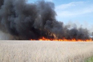 Камыш горит в Атырауской области