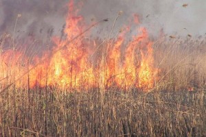 Возгорание камыша тушат в Алматинской области