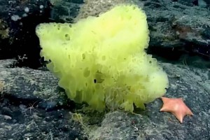 
                    Они существуют: морской биолог встретил оживших Губку Боба и Патрика
                