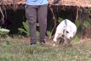 
                    Необычная корова стала новой достопримечательностью Бангладеша
                