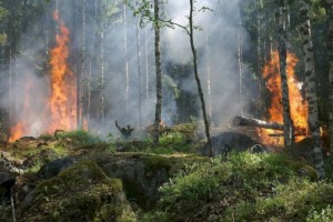 
                    В Семее введен режим ЧС из-за лесного пожара
                