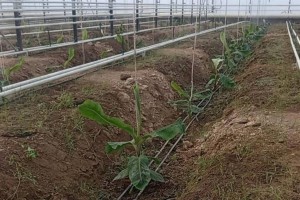 
                    В Казахстане впервые начали выращивать бананы в промышленных масштабах
                