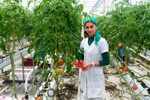 
                    В Казахстане будут развивать тепличное хозяйство
                