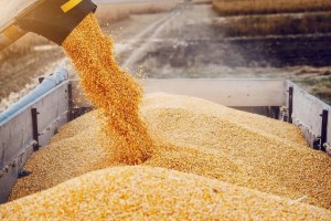 
                    Запрет на ввоз пшеницы в Казахстан продлен – МВК
                