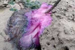 
                    Странное существо обнаружили на пляже в Таиланде
                