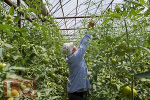 
                    150 тыс. тонн шубаркульского угля дополнительно дадут теплицам Туркестанской области
                